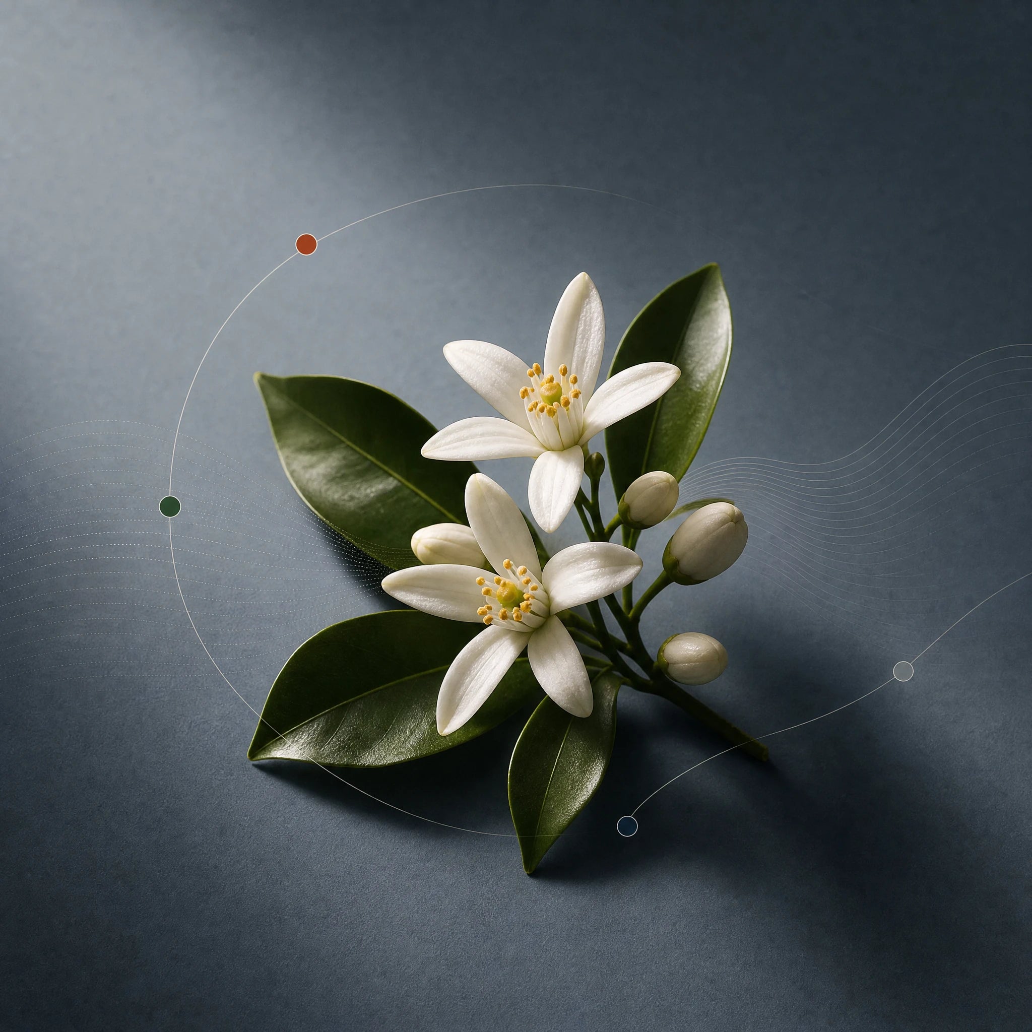 Neroli, Orangenblüte