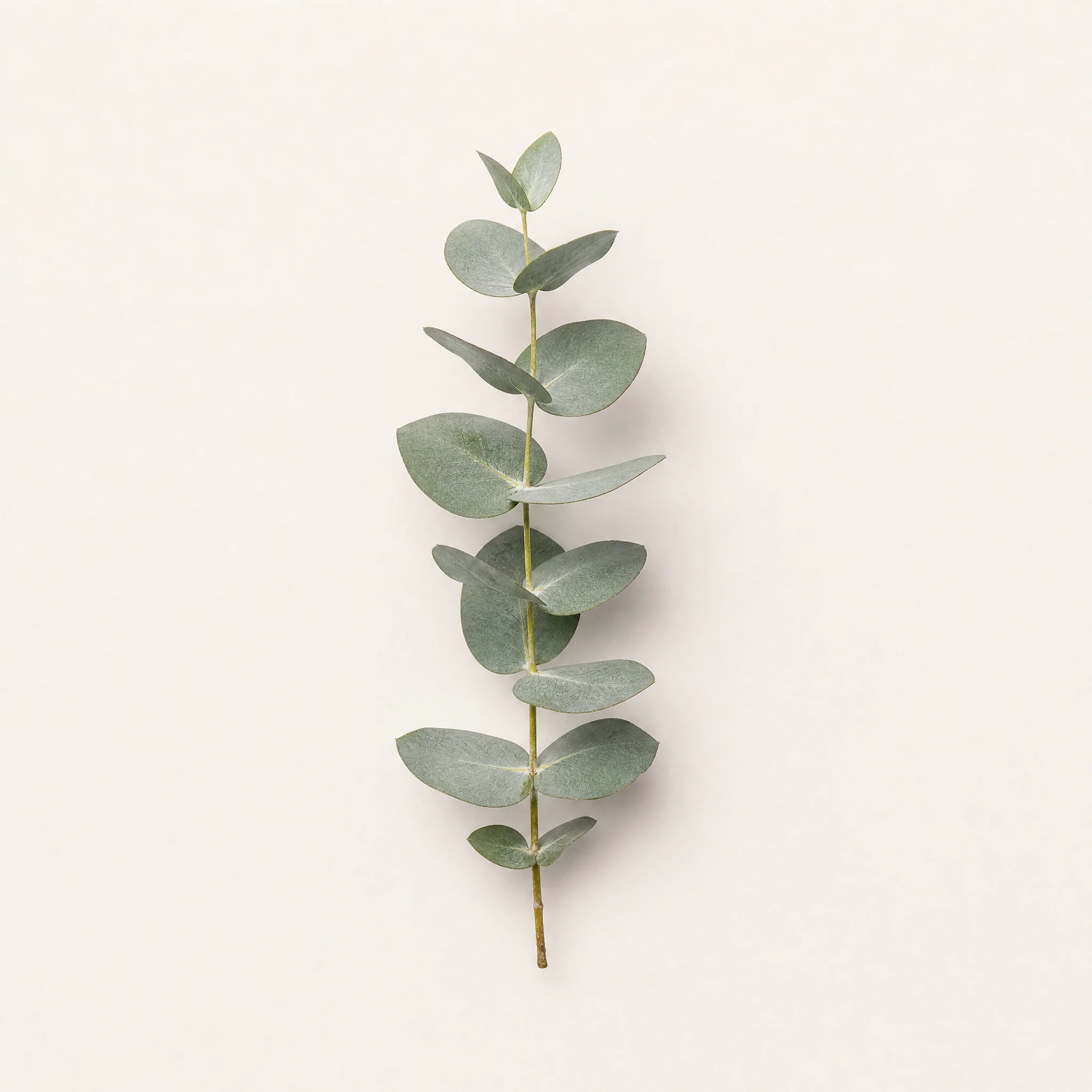 Zutat Eukalyptus: botanisches Specimen