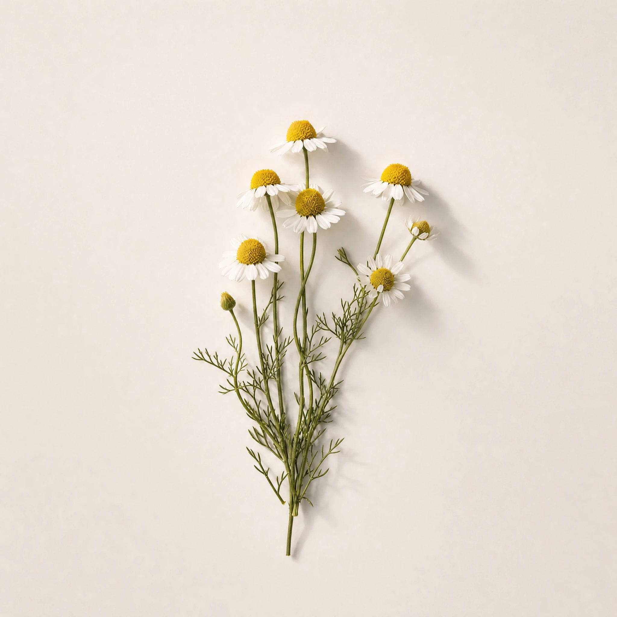 Zutat Römische Kamille: botanisches Specimen