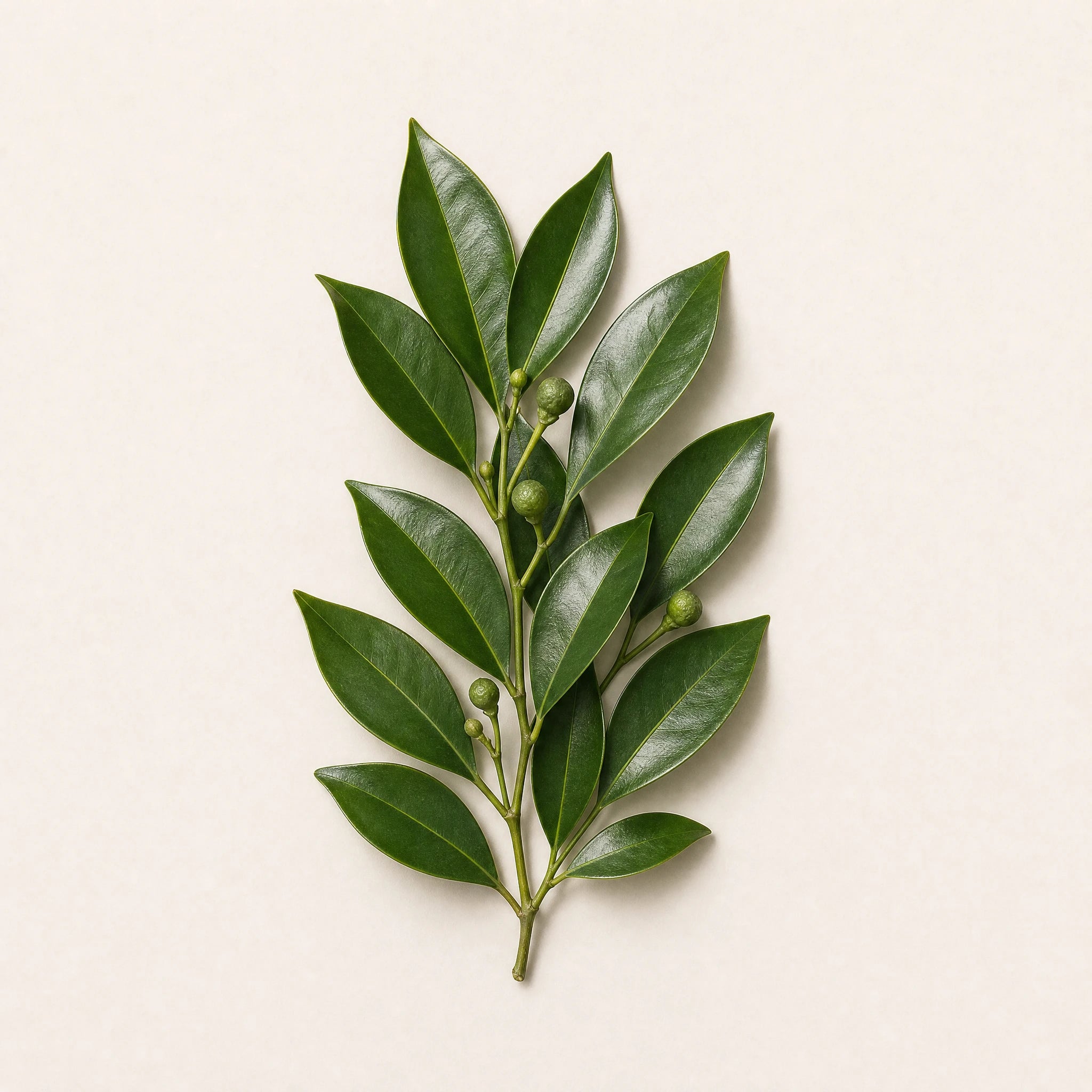 Zutat Petitgrain — botanisches Specimen