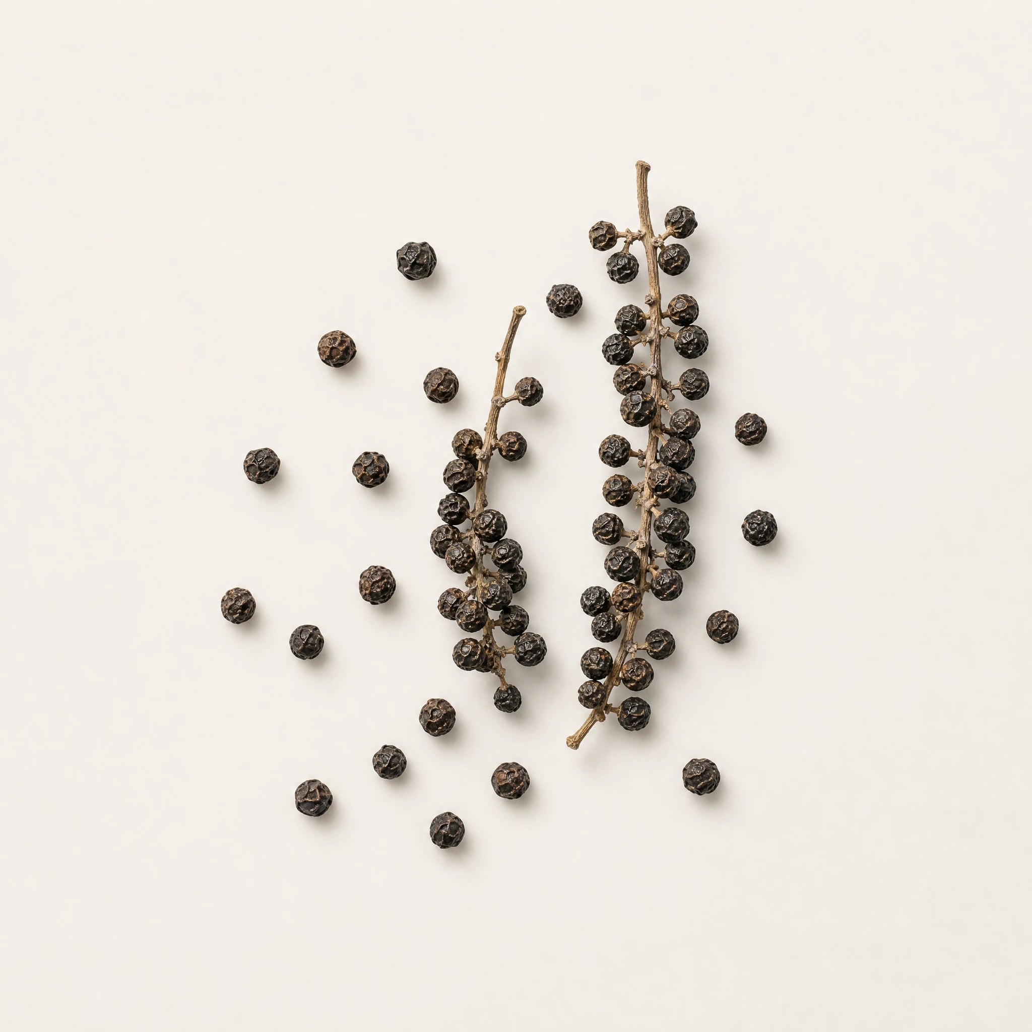 Zutat Schwarzer Pfeffer — botanisches Specimen