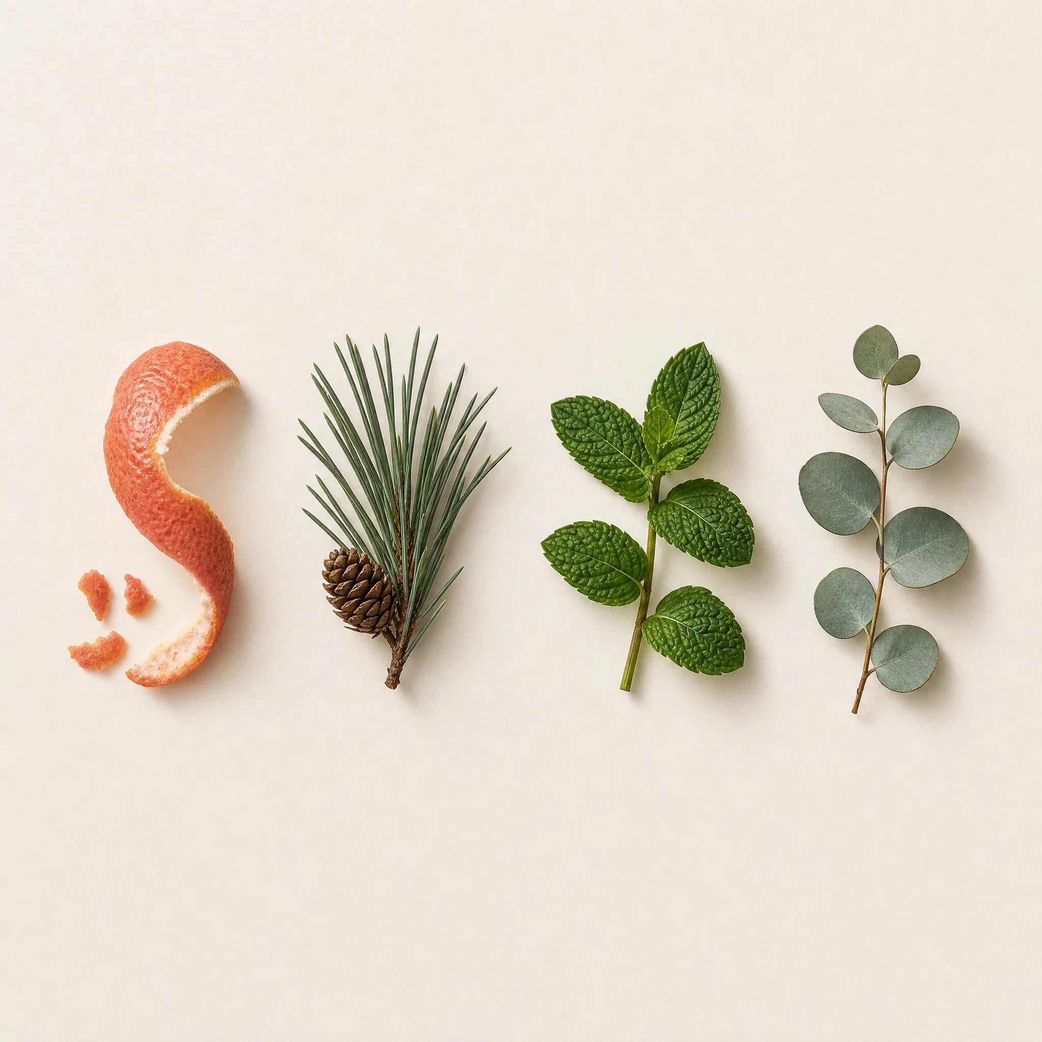 Die vier ACTIVATE-Zutaten als Specimen: Pink Grapefruit, Waldkiefer, Pfefferminze, Eukalyptus